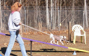 dogwalk2.jpg