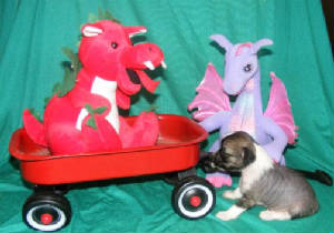 dragon1.jpg