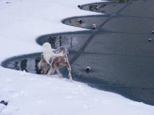 ebaysnow.jpg