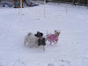 moresnowplay.jpg