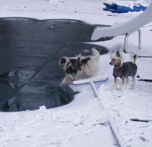 polarplungeanyone.jpg