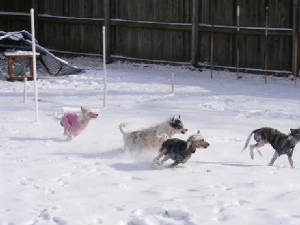 snowrace.jpg