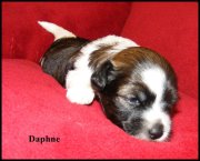 babydaphne.jpg