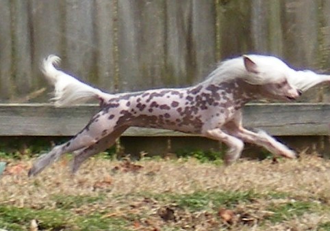 gallop.jpg